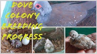 Diamond Dove Colony Breeding Progress