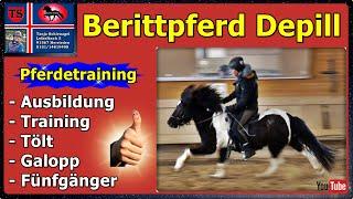 Depill Beritt, Isländer, Ausbildung, Training, Tölt, Galopp, Fünfgänger, Tipps, Tanja Schienagel