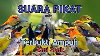 Terbukti Ampuh - Suara Pikat Semua Burung Kecil