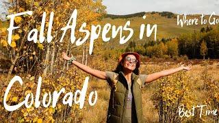 Fall Foliage in Colorado - Aspens at Kenosha Pass