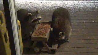 Friday two Raccoons