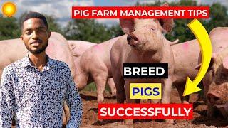 This is how you make money in pig farming #piggy #pig #pigs #investing