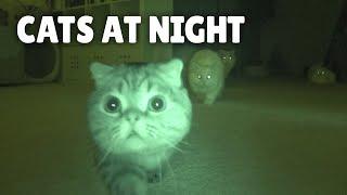 What Do Cats Do at Night? | Kittisaurus