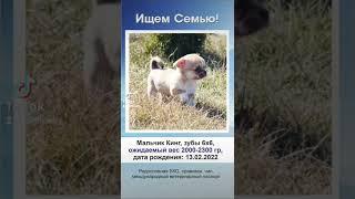 Чихуахуа щенки в поиске родителей, больше информации +375298592555