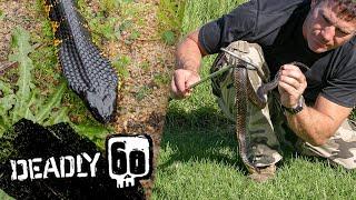Catching The World's 4th Most Venomous Snake! | Deadly 60 | BBC Earth Kids