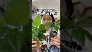 Укоренение гибискуса или китайской розы #цветывдоме #уходзарастениями #plants #цветоводство #shorts