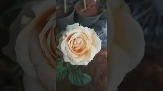 peach avalanche roses #trending #flowers #rose #viral #shorts