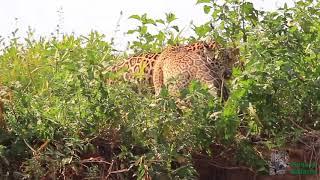 jaguar photography with Pantanal Safaris