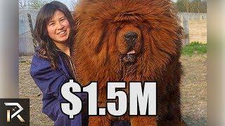 Ridiculously Expensive Dogs ONLY The Richest Can Afford