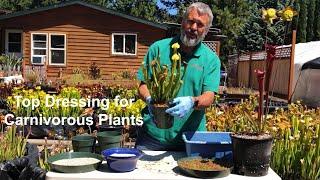 Top Dressing for Carnivorous Plants