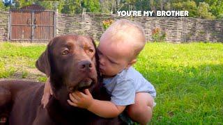 Pure Love! Baby's Sweet Labrador Retriever Hug!