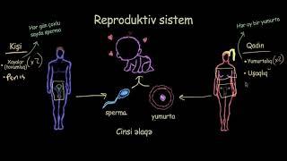 Reproduktiv sistemə xoş gəlmisiniz