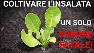 Cultivate SALAD in the garden. Beware of this error!