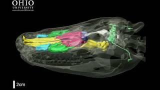 WitmerLab: alligator brain, nasal cavity, and other air spaces  - Rolling Animation