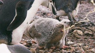 Penguins Might be Cute, but They're Also Super Gross | Seven Worlds, One Planet | BBC Earth
