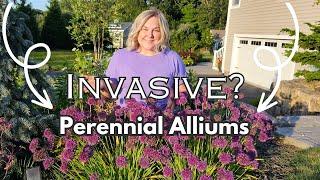 Perennial Alliums Do this NOW To Prevent them From Spreading Or Becoming Invasive