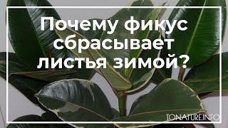 Почему фикус сбрасывает листья зимой? | toNature.Info