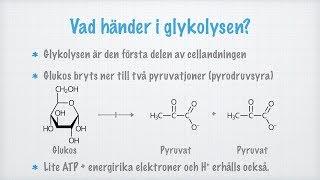 Glykolys