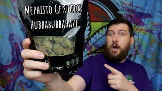 Hubbabubbahaze Autoflower Strain Review by Mephisto Genetics