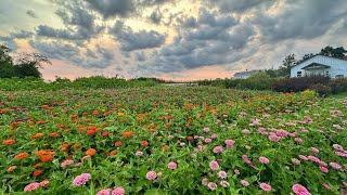 FLOWER FARM in July