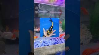 Sunday aquarium shop visit for subscriber ️ molly fish liya