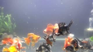 Telescope Butterfly Tail Goldfish Feeding Time