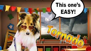 "This one's Easy!" Tornado Test! ️️ only on Cricket "the sheltie" Chronicles e346