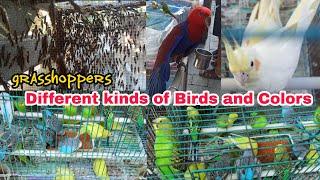 Beautiful Colors and Types of Birds |Mayyang Vlogs