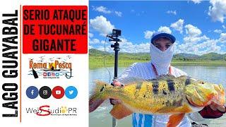 Pesca de #Tucunarés Gigantes y Rabiosos en Lago #Guayabal #RemayPesca #PeacockbassFishing