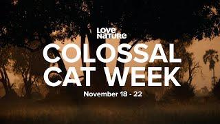 Something Epic Is Coming... #ColossalCatWeek