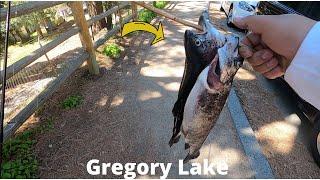 STOCKED TROUT at LAKE GREGORY