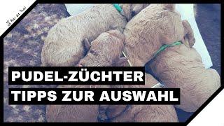 Pudel-Züchter auswählen - Ein paar Tipps von uns zur richtigen Auswahl eines Zwergpudel Züchters