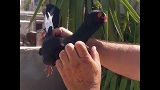 Pigeons  Syrian Arab المسود الشامي اسود سوادك ذبحني 