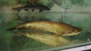 Wallago attu @ White Sheatfish/Boal Fish (Thailand)