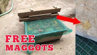 TELUR BSF & MAGGOT GRATIS: Dapatkan langsung dari alam