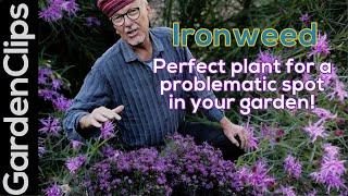 Ironweed Vernonia - Easy to grow flowering perennial for wet soggy locations - Pollinator friendly