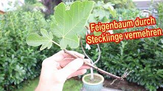 Feigen durch Stecklinge vermehren - Feigenbaum Ableger schneiden & bewurzeln