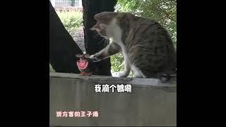 小鸟：我不敢动 #看一遍笑一遍 #万万没想到 #猫咪 #搞笑配音 #山东生活日记