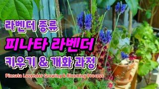 라벤더 종류 피나타 라벤더 키우기 & 개화 과정 Pinnata Lavender Growing & Blooming Process