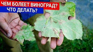 Чем болеет виноград? Что делать?