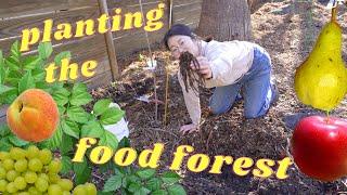 starting my urban permaculture food forest