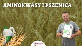 Aminokwasy i pszenica - AgroSorb Folium - PolskieAminokwasy.pl