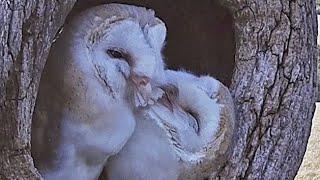 Barn Owls Search for Somewhere to Nest| Gylfie & Dryer | Robert E Fuller