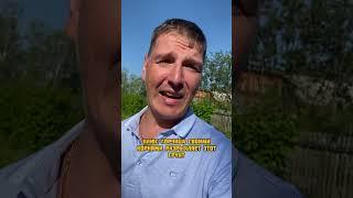 Горчица как сидерат