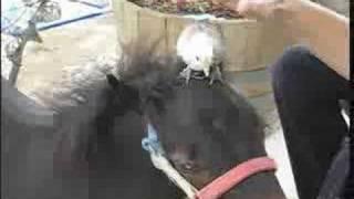 Miniature Horse Baby becomes a Chicken Slide??