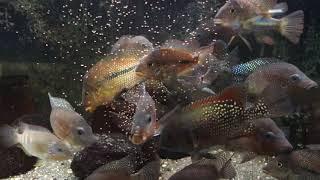 Costa Rican and Panamanian Cichlids feeding on  NorthFin's BugPro