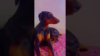 doberman #doglover🩷️