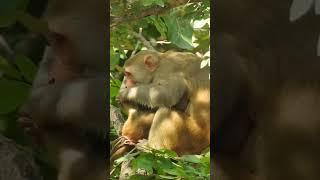 monkey funny video #shortsvideo #ytshorts