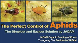 The Perfect Control of Aphids, The Simplest and Easiest Solution by JADAM