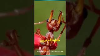 دانستی های روز را در شیر فکت پیدا کن️سمی ترین مورچه‌ای جهان 